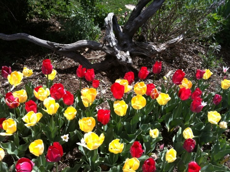 Tulips in Boulder, 2012