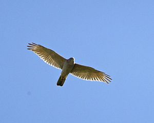 Collared_Sparrowhawk_(Accipiter_cirrocephalus)