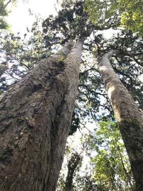 trees tall